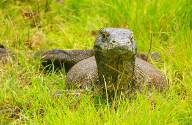 Komodo di Labuan Bajo, Surganya Para Traveller