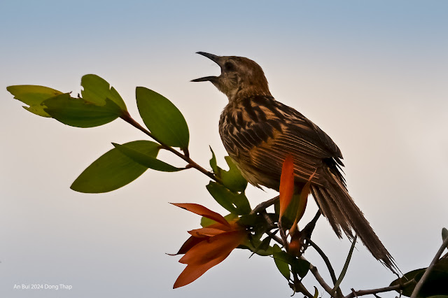 An Bui 2024 Dong Thap - Striated grassbird (Chiền chiện lớn)