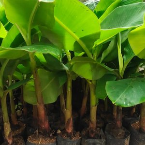 Pisang Raja Nangka lombok