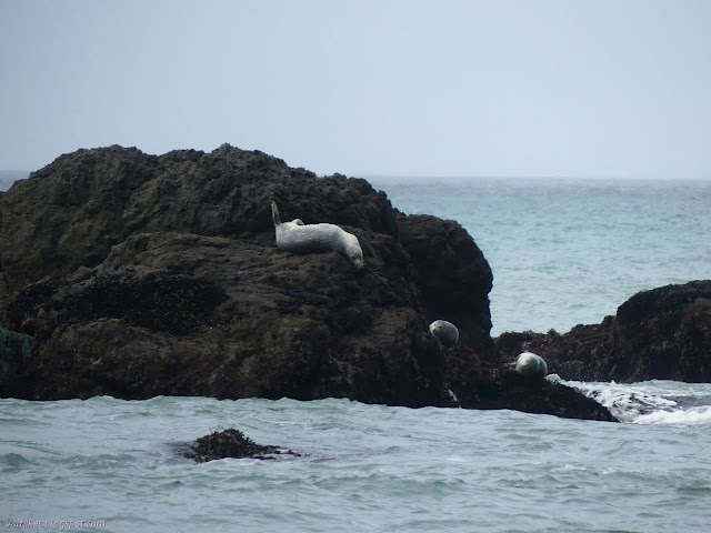 harbor seal laughing on the rocks