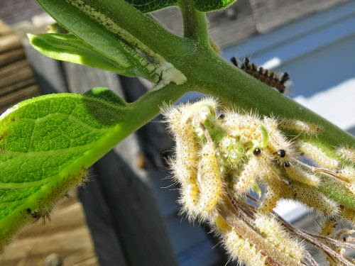 milkweed tussock moth caterpillars