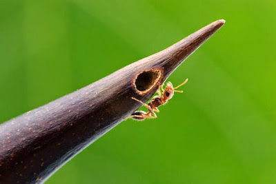 Resultado de imagen de acacia cornigera