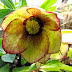 For the love of hellebores
