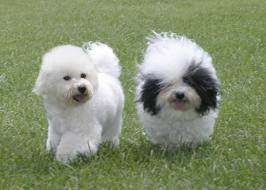 Havanese Puppies on Havanese Dogs