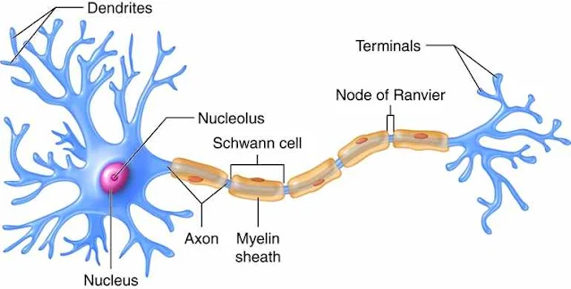 Células del sistema nervioso - Ciencia psicológica: temas clave y aplicaciones