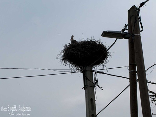 sky_20110424_stork