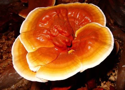 Ganoderma mushroom training