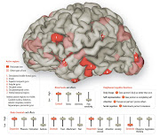 Love is a delicate but compelling medley of dynamic brain networks. (braingraphsci am love mods)