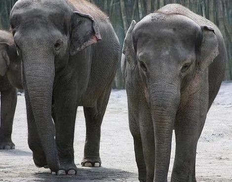 Borneo Elephant