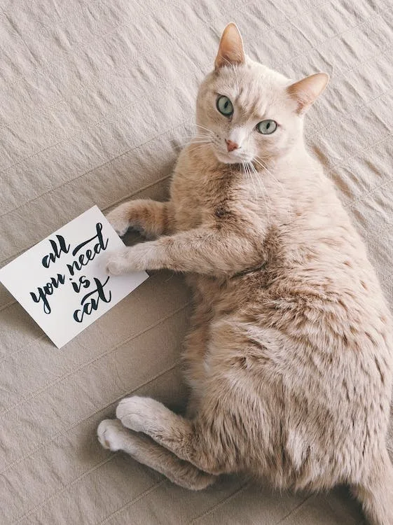 Your Ultimate Guide to Understanding Your Cat