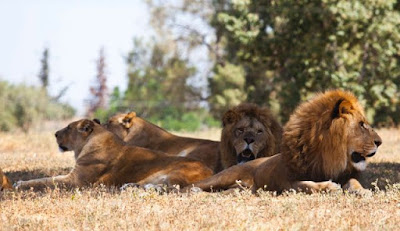 Bhubaneswar Zoo