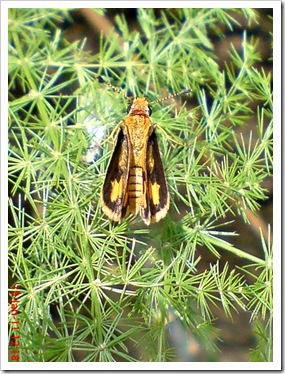 Kupu-Kupu Skipper kuning kecil Taractrocera archias