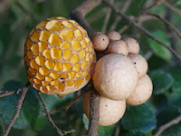 Cyttaria gunnii