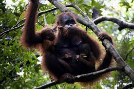 Perilaku Harian orangutan
