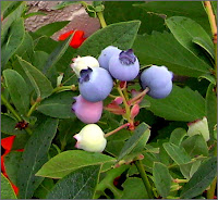 Blueberries