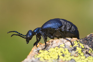 para ampliar Meloe violaceus (Marsham, 1802) Carraleja, escarabajo aceitero hacer clic