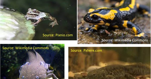 Pengertian dan  Contoh  Hewan  Amfibi Berbagi Ilmu 