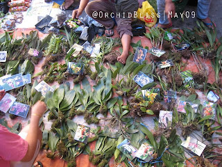 Wild Orchids at Gaya Street Sunday Market, Kota Kinabalu