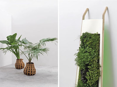 Indoor Plants that Purify Air in Living Spaces