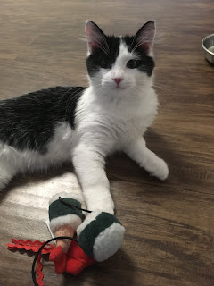 a small black and white kitten stares at the camera, paws tangled in his favorite sushi wand toy.