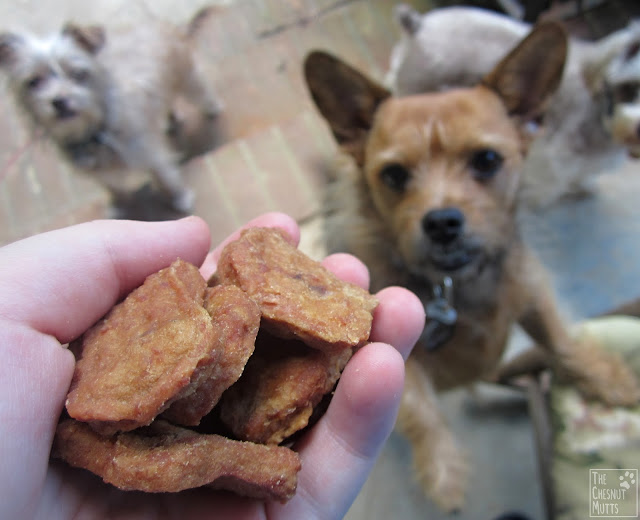 some chicken nugget dog treats in my hand while Jada looks at them longingly