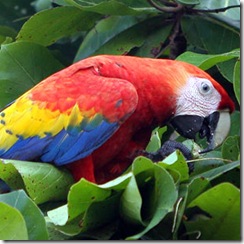 BIRDS