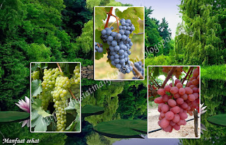 gambar Beragam manfaat buah anggur