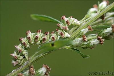 Vībotņu mūka (Cuculia artemisiae) kāpurs