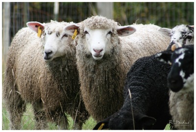 Psheep