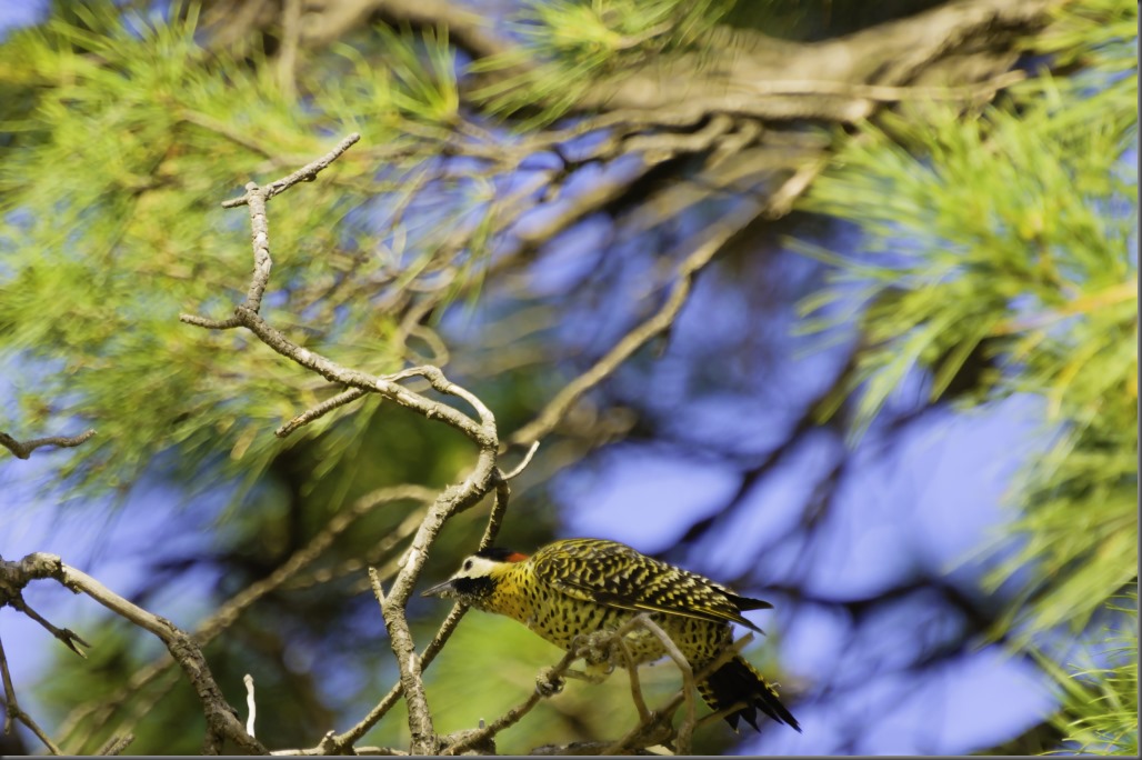 pájaro carpintero real_pc