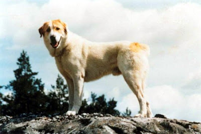 Central Asian Shepherd