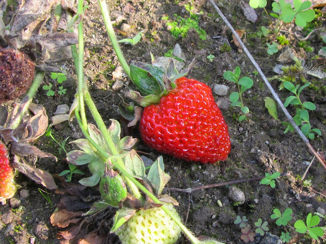 Fragole mature ed immature