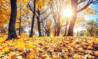 دراسة.. ألوان الخريف قد تكون ضحيّة جديدة للاحتباس الحراري