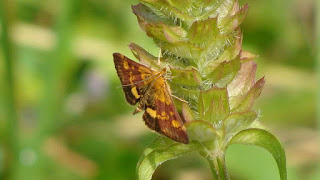 Pyrausta (Pyrausta) aurata DSC44260