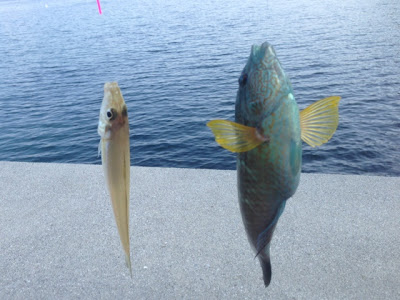 広島 鹿島 釣り 638209-広島 鹿島 釣り