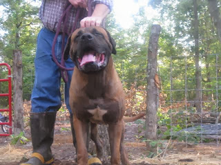 Japanese Mastiff dog     