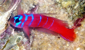 Catalina Goby