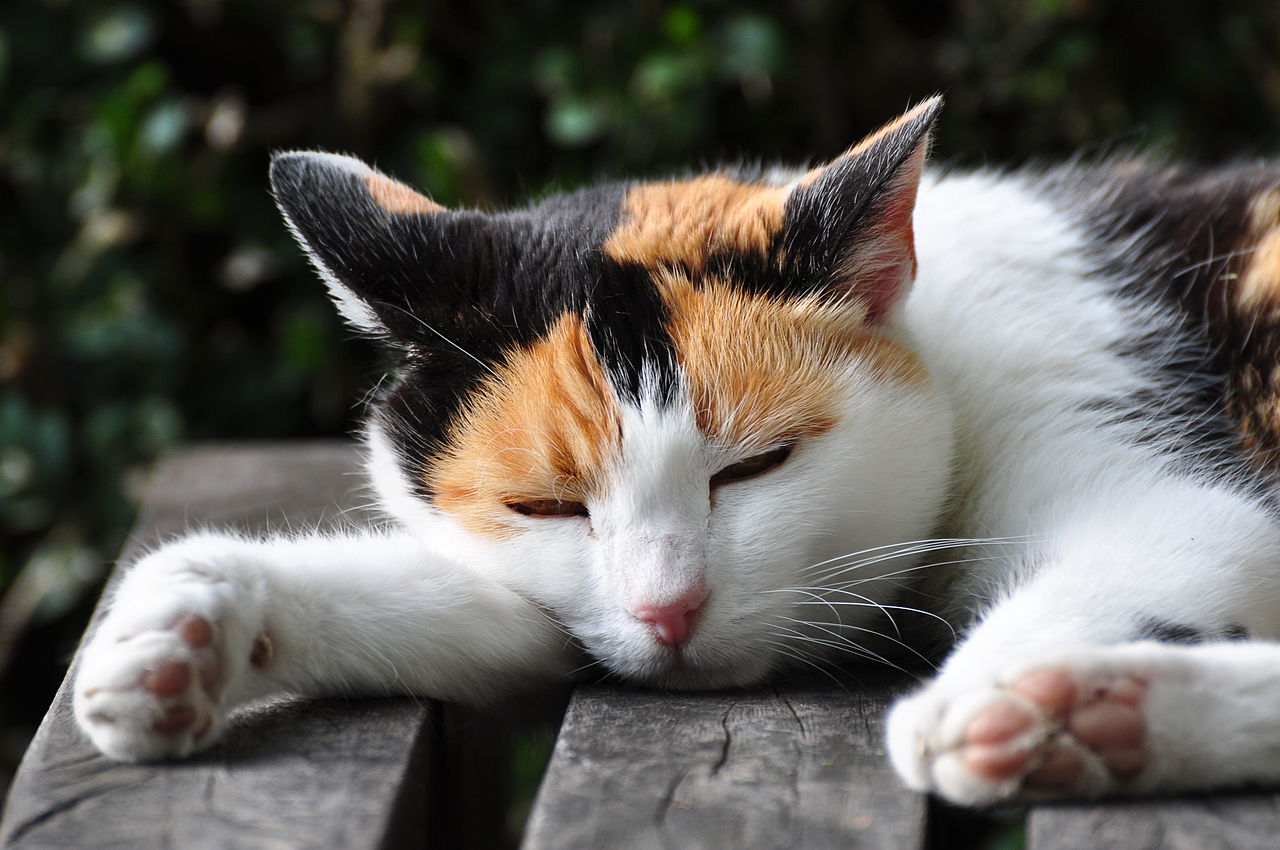 Fakta Unik Miaw KUCING Yang Lucu Buku Kecil