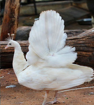 Lovely close white peacock allhdwallpaper2014