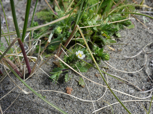 32: little flower and tall, stout grass