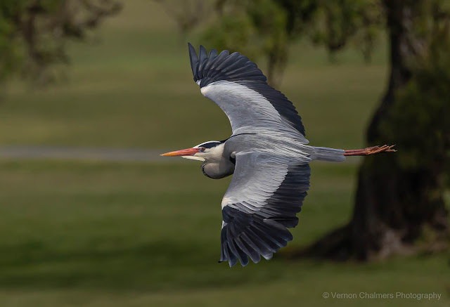 Canon EOS R6 / RF 800mm f/11 STM Lens Copyright Vernon Chalmers for Canon South Africa