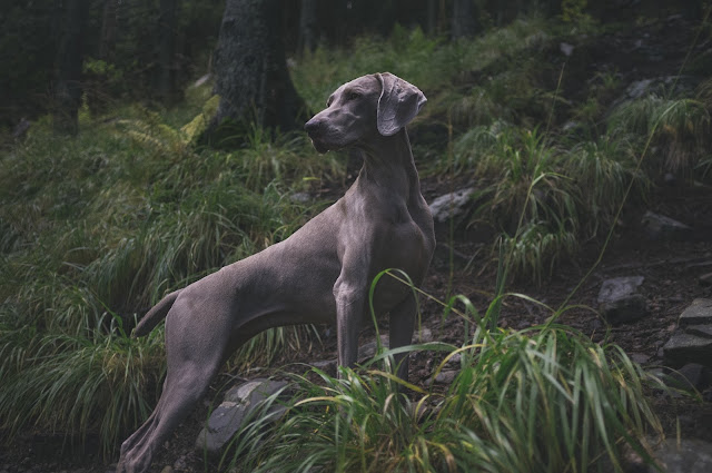 italian greyhound, standing in the woods, desktop, wallpaper, screensaver, backgrounds, animals, dog, trees, grass, pet, purebred