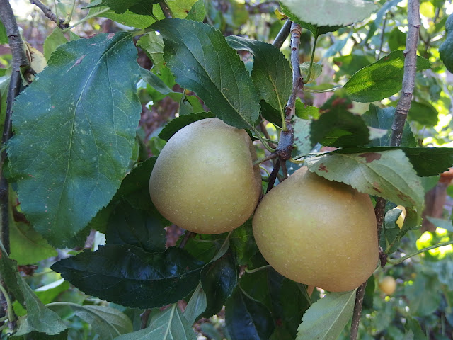 Golden 'Herefordshire Russet'