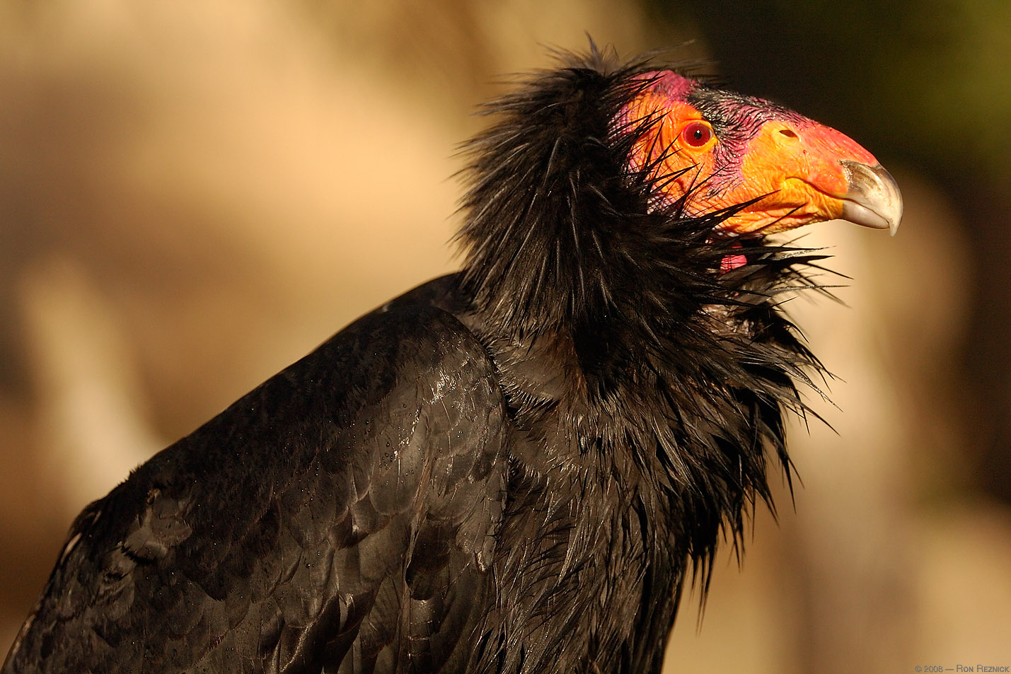 Let's Draw Endangered Species! : ): California Condor