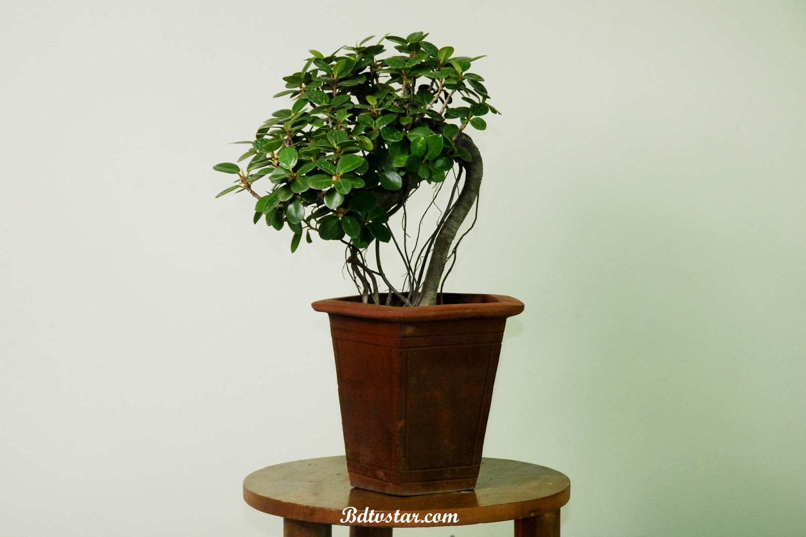 bonsai tree photos