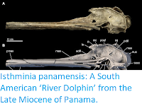 https://sciencythoughts.blogspot.com/2015/09/isthminia-panamensis-south-american.html