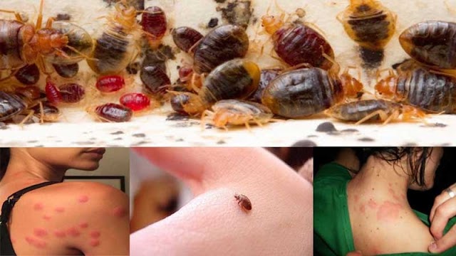 How to get rid of bed bugs fast