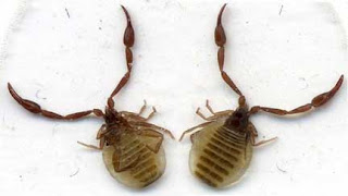 pseudoscorpions