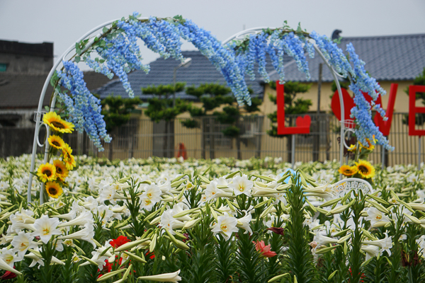 雲林四湖長春園藝孤挺花園鐵砲百合花海和孤挺花爭奇鬥艷美不勝收