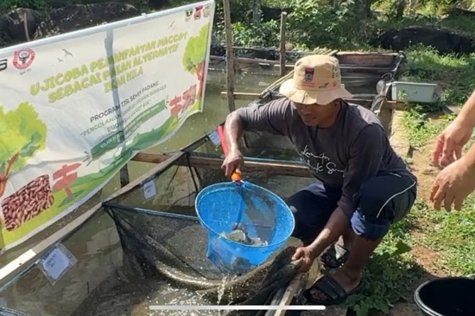 Semen Padang Berhasil Manfaatkan Maggot BSF, Solusi Murah dan Meningkatkan hasil untuk Pakan Ikan Nila